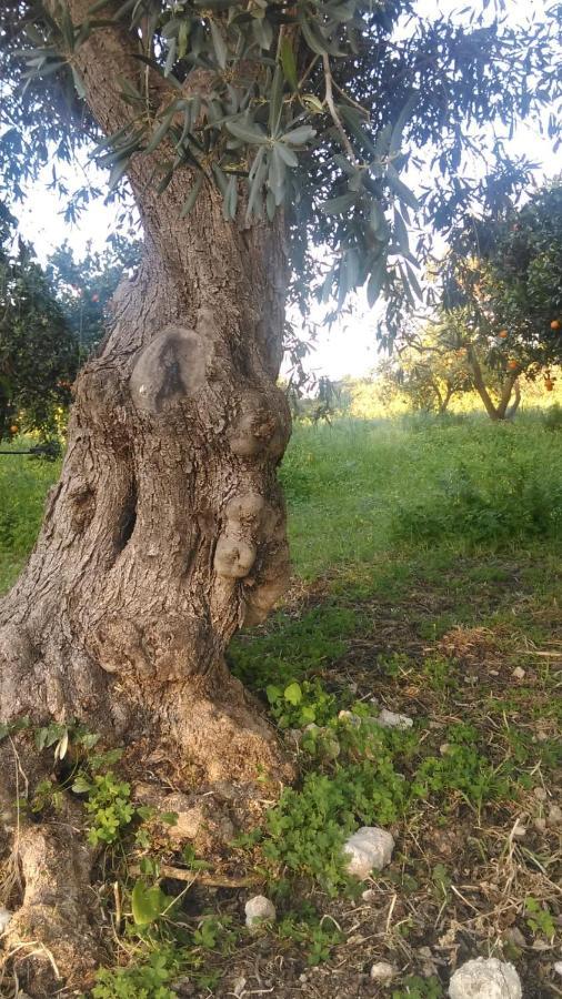 Il Giardino Del Sole Villa Agnone Bagni Luaran gambar