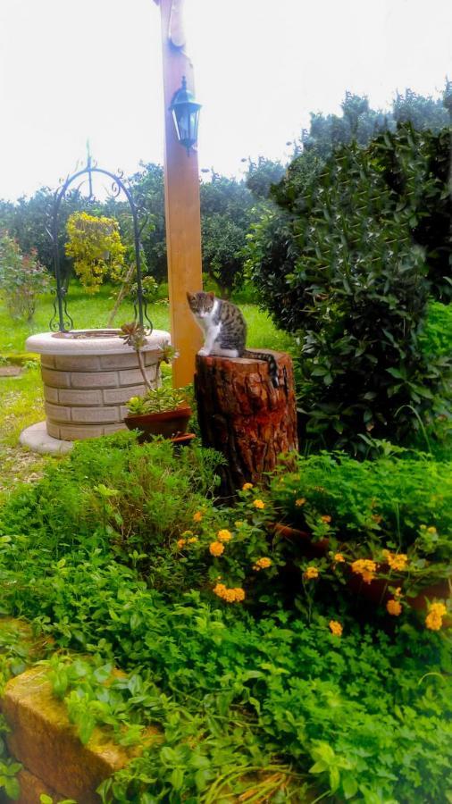 Il Giardino Del Sole Villa Agnone Bagni Luaran gambar