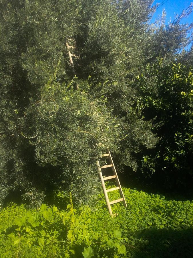 Il Giardino Del Sole Villa Agnone Bagni Luaran gambar